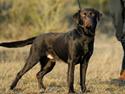 Labrador retriever sofus
