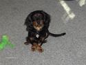 Blanding af racer Lucky