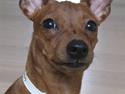Dvaergpinscher Bailey