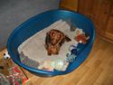 Miniature gravhund Quinnchilli's Mickey