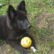 Border collie Chanell