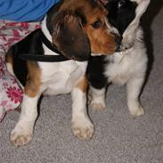 Beagle Bailey (Himmelhund)