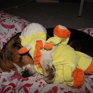 Beagle Bailey (Himmelhund)