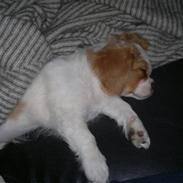 Cavalier king charles spaniel Ceres