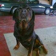 Rottweiler Kuno