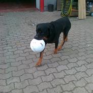 Rottweiler Kuno