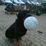 Rottweiler Kuno