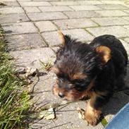 Yorkshire terrier Mille