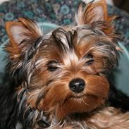 Yorkshire terrier Mille