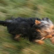 Yorkshire terrier Mille
