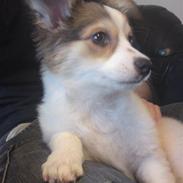 Blanding af racer Diesel