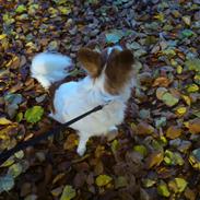 Blanding af racer Diesel