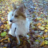 Blanding af racer Diesel