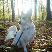 Blanding af racer Diesel