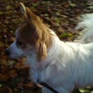 Blanding af racer Diesel