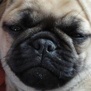 Blanding af racer Ziggi