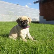 Blanding af racer Ziggi