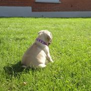 Blanding af racer Ziggi