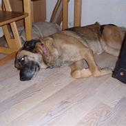 Blanding af racer bamse