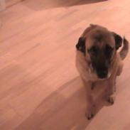 Blanding af racer bamse