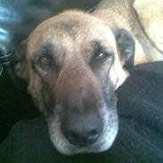 Blanding af racer bamse