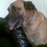 Blanding af racer bamse