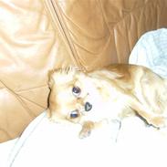 Chihuahua vesterborgs bella