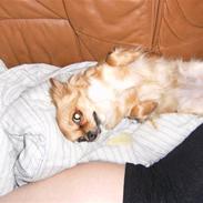 Chihuahua vesterborgs bella