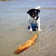 Jack russell terrier Frygtløs