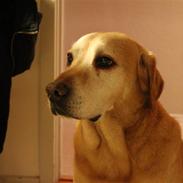 Labrador retriever Django Deluxe