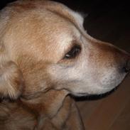 Labrador retriever Django Deluxe