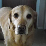 Labrador retriever Django Deluxe