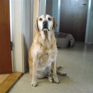 Labrador retriever Django Deluxe