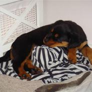 Rottweiler Cleo