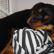 Rottweiler Cleo