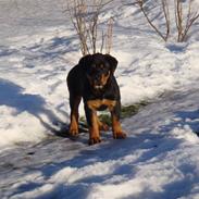 Rottweiler Cleo