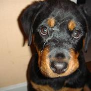 Rottweiler Cleo