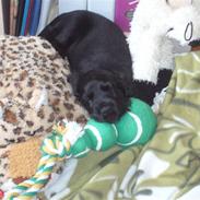 Cocker spaniel Luca