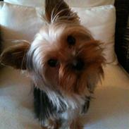 Yorkshire terrier Mynte