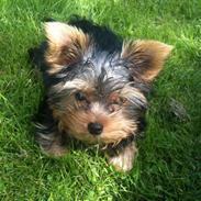 Yorkshire terrier Mynte