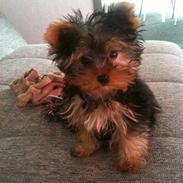 Yorkshire terrier Mynte