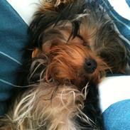 Yorkshire terrier Mynte