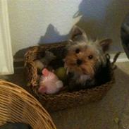 Yorkshire terrier Mynte