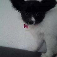 Papillon Bell