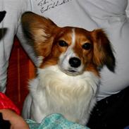 Blanding af racer Lucky Dogie