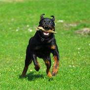 Rottweiler  Isabel