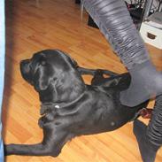 Labrador retriever abby