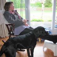 Labrador retriever abby