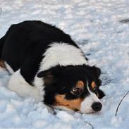 Border collie Gin