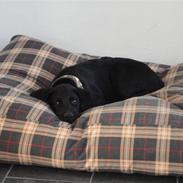 Labrador retriever Kato